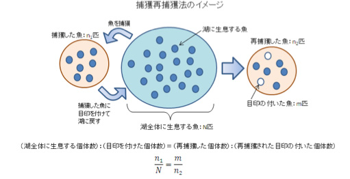 捕獲再捕獲法のイメージ